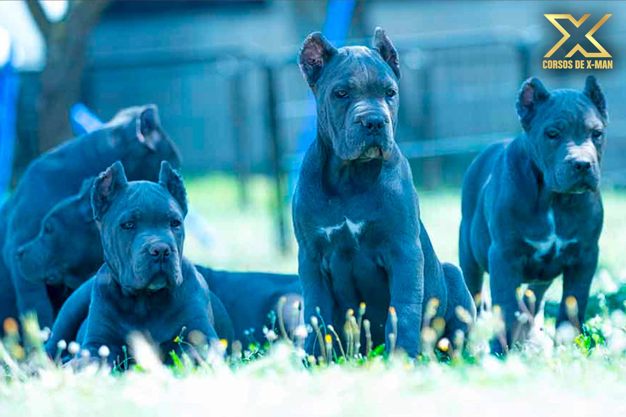 criadero de mastín italiano kennel