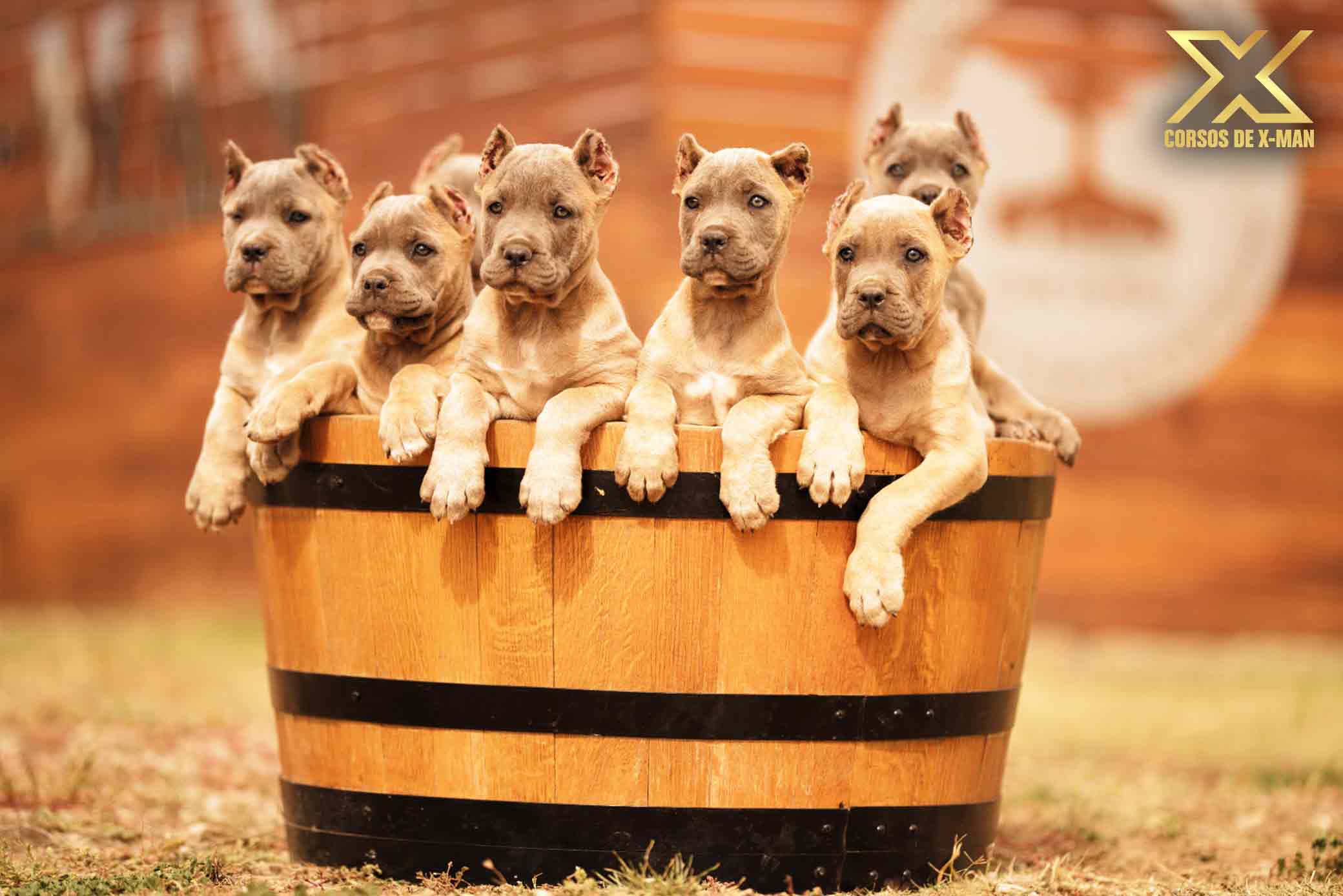 criadero de mastín italiano kennel