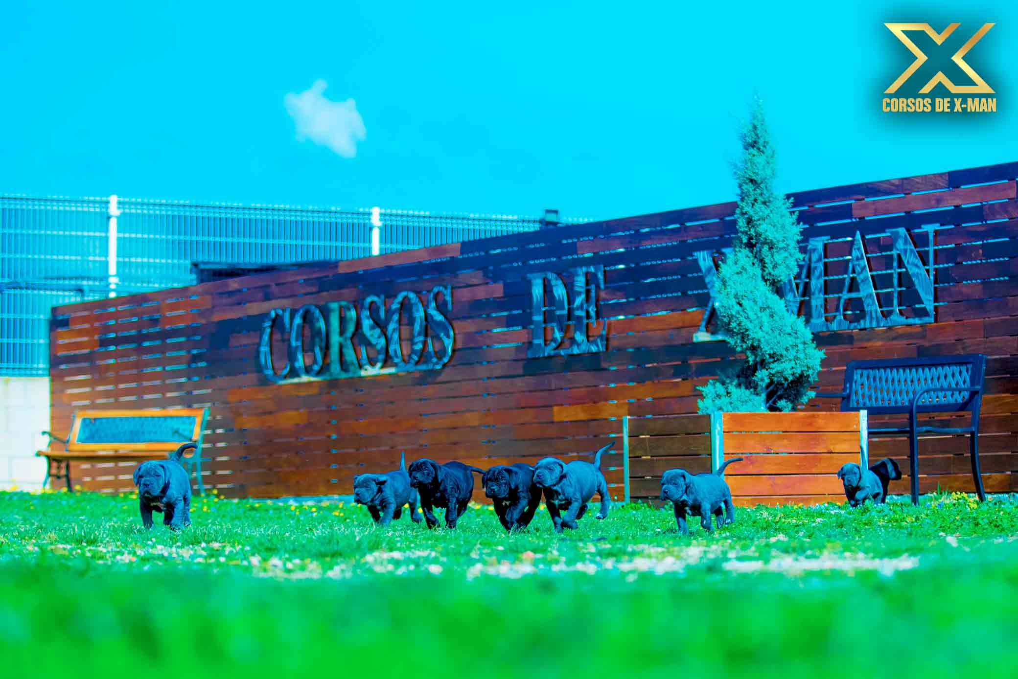 criadero de mastín italiano kennel - criadores profesionales