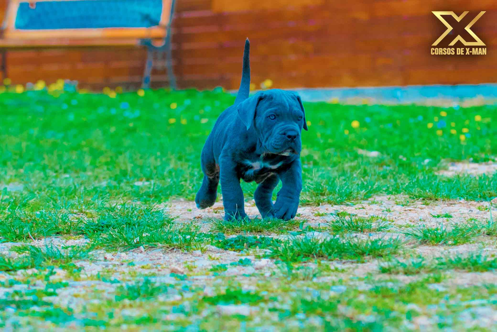 criadero de cachorros mastín italiano kennel