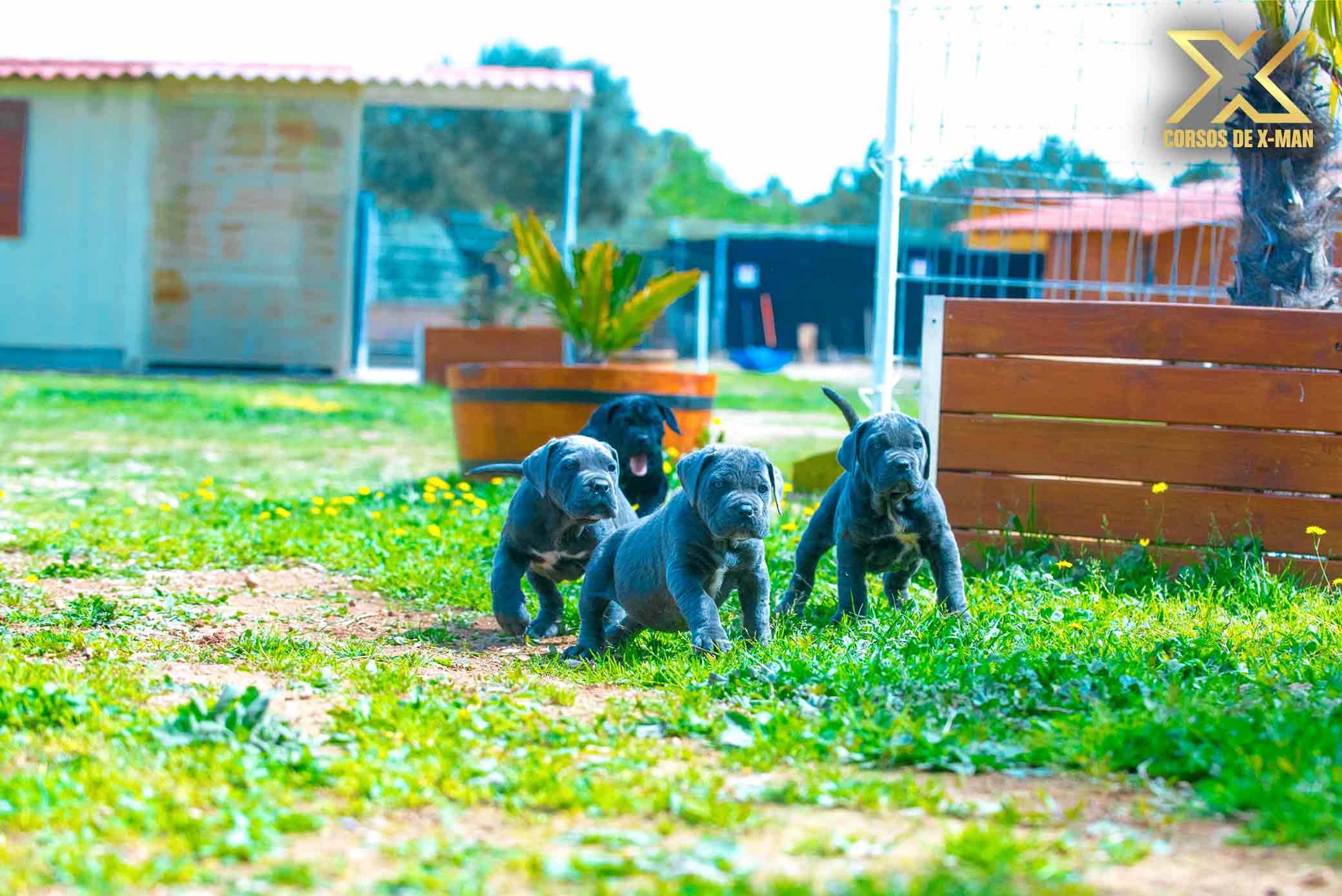 criadero de cachorros mastín italiano kennel