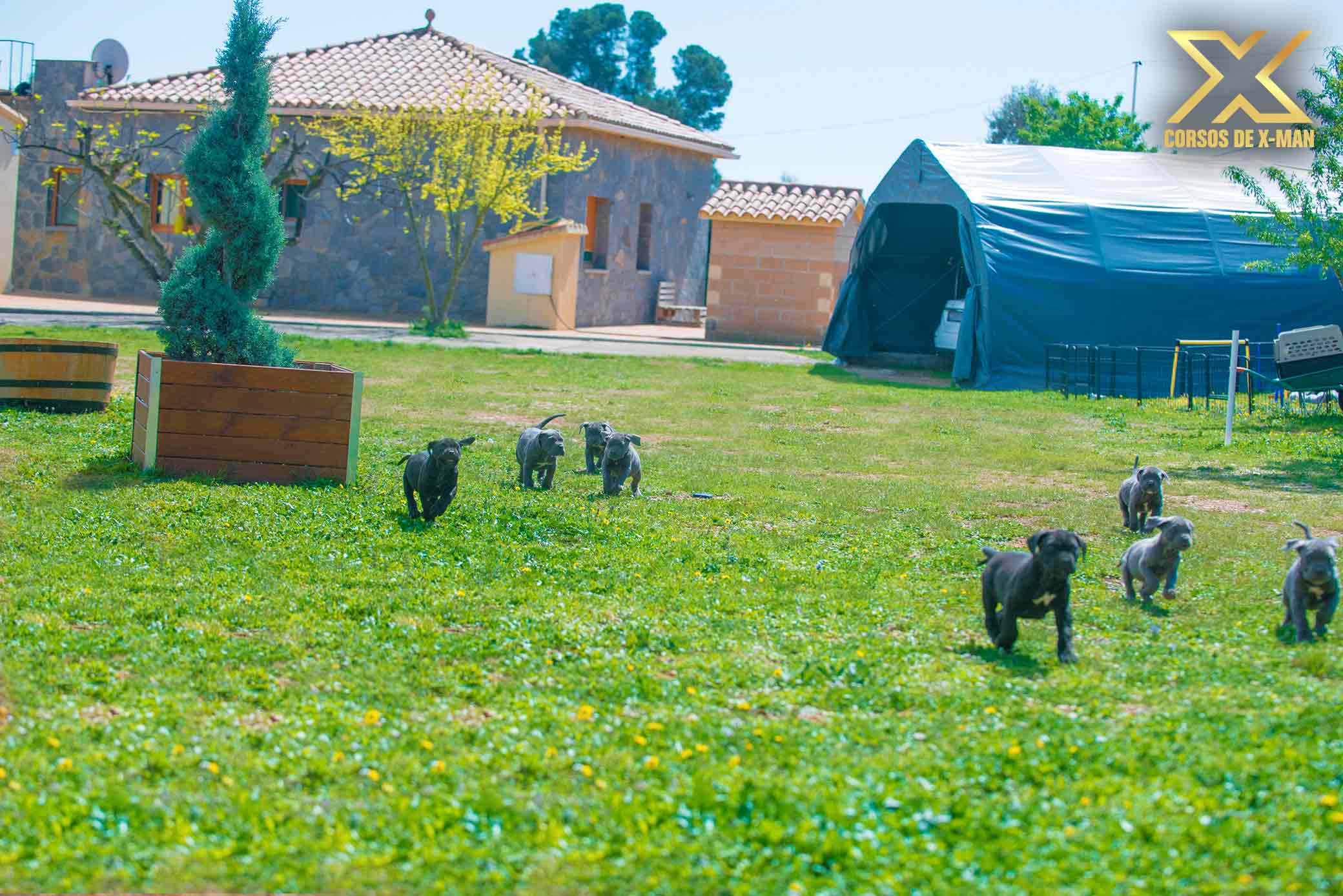 criadero de cachorros mastín italiano kennel