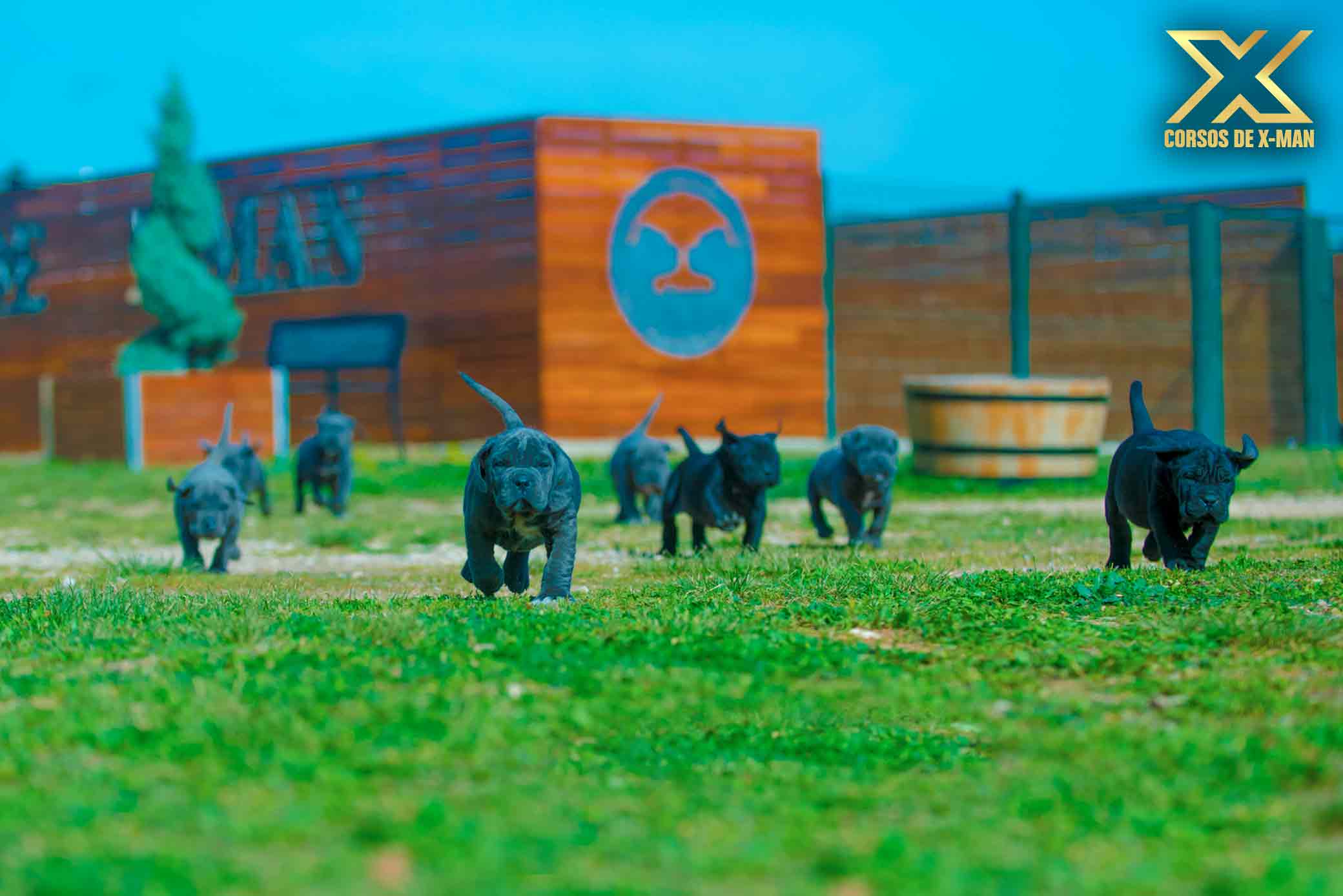 criadero de cane corso mastín italiano kennel - criadores profesionales