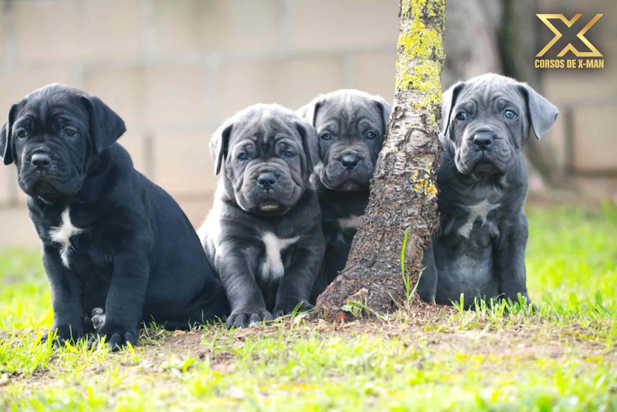 criadero de mastín italiano kennel