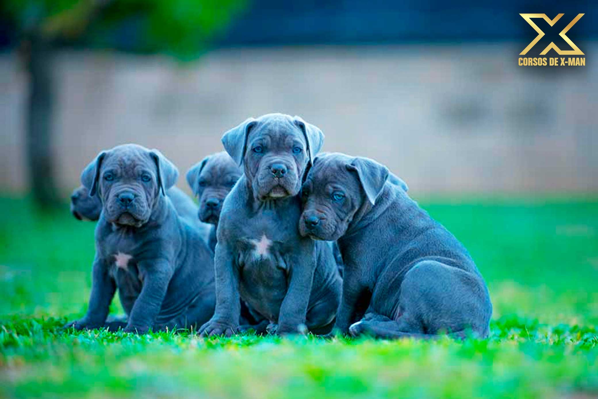 criadero de cane corso mastín italiano kennel - criadores profesionales