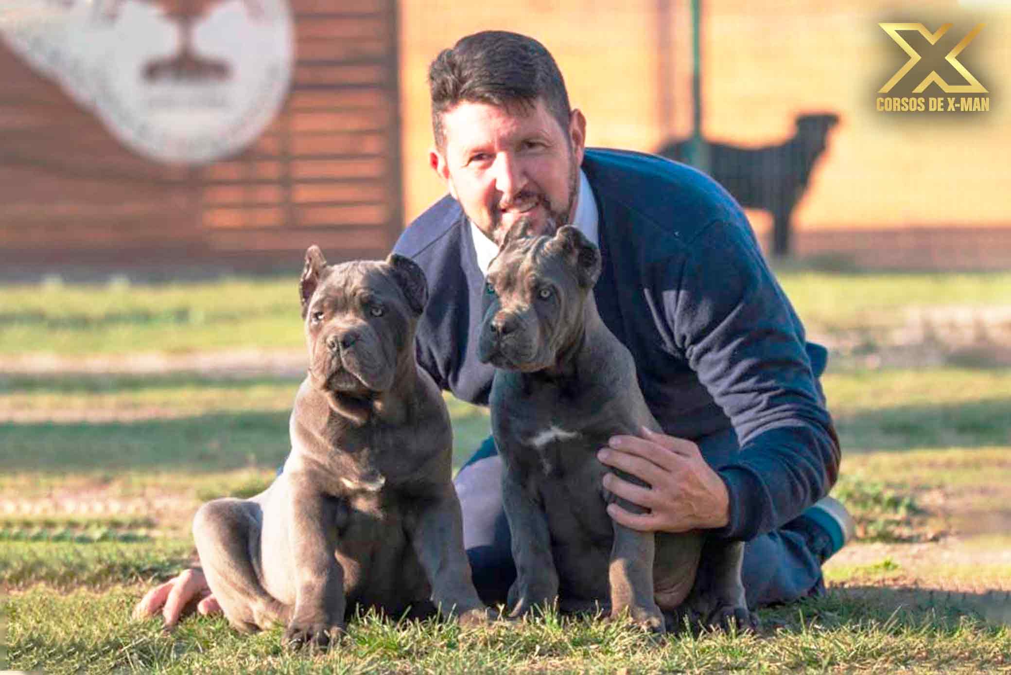 criadero de mastín italiano kennel - criadores profesionales