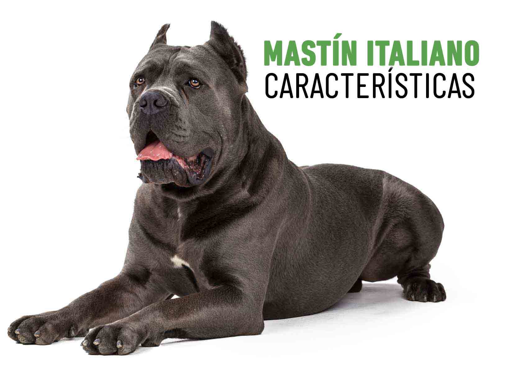 características mastín italiano